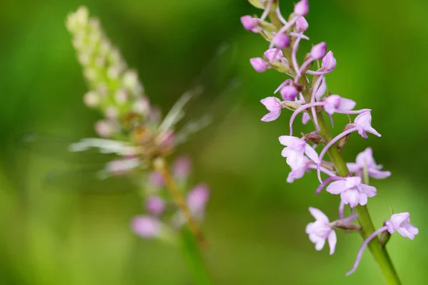 Orchid with dragonfly, Common Fragrant Orchid, Gymnadenia conopsea, flowering European terrestrial wild orchid in nature habitat. Beautiful detail of bloom with clear background, Czech