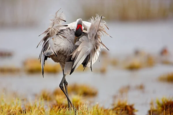 Společné Jeřáb Grus Grus Velký Pták Prostředí Příroda Jezero Hornborga — Stock fotografie