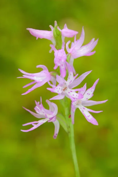 Růžový Květ Přírodě Lesního Habitatu Kvetoucí Evropské Suchozemské Divoká Orchidej — Stock fotografie