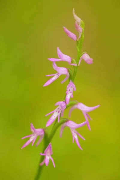 Pink flower in nature forest habitat. Flowering European terrestrial wild orchid in nature habitat with clear background, Czech Republic.