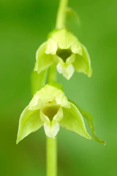Epipactis Tallosii Tallos Helleborine Wild Orchid Nature Habitat Czech Republic — Stock Photo, Image