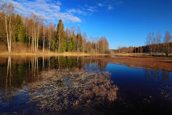 Finland Taiga Lake Met Bos Blue Sky Landschap Van Ten — Stockfoto