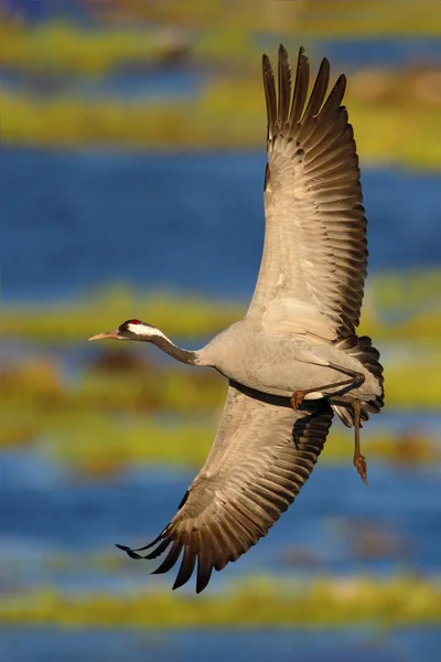 Grue Commune Grus Grus Grand Oiseau Dans Habitat Naturel Lac — Photo