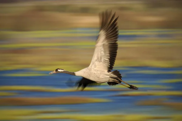 Wspólne Żuraw Grus Grus Duży Ptak Siedlisku Natura Hornborga Jezioro — Zdjęcie stockowe