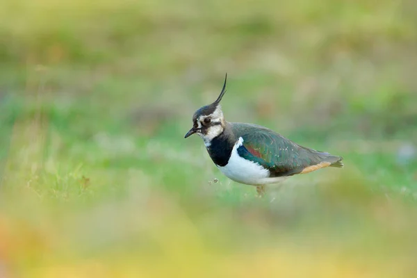 Kiebitz Vanellus Vanellus Porträt Eines Wasservögels Mit Kamm Grüner Grasvegetation — Stockfoto