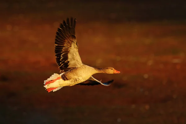 Greylag Goose, Anser anser, flying bird in the nature habitat, action scene with open wings, Sweden. Bird in fly, lake with grass in the background.