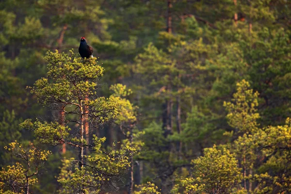 Cietrzew Siedząc Drzewa Sosnowe Lekking Ptak Cietrzew Tetrao Tetrix Lesie — Zdjęcie stockowe