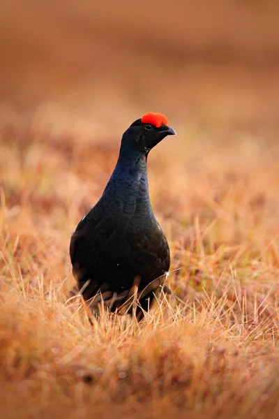 Grouse Preto Prado Pântano Lekking Nice Bird Grouse Tetrao Tetrix — Fotografia de Stock