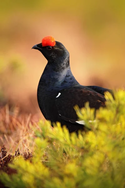 Тетерук Лузі Болото Lekking Nice Птах Куріпка Тетерук Тетрісі Marshland — стокове фото