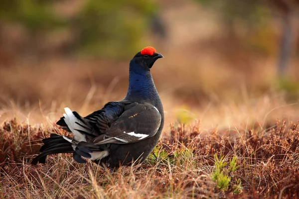 Kara Orman Tavuğu Bataklık Çayır Üzerinde Lekking Güzel Kuş Orman — Stok fotoğraf