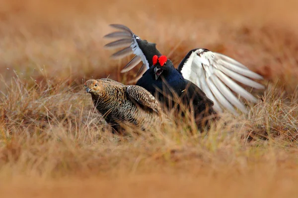 Mannelijke Vrouwelijke Van Korhoen Paring Weide Lekking Nice Vogel Grouse — Stockfoto