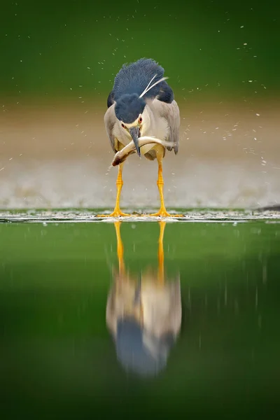 Nachtreiher Grauer Wasservogel Mit Fischen Schnabel Tier Wasser Action Szene — Stockfoto