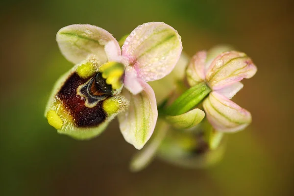 Ophrys Tenthredinifera Sawfly Orchid Gargano Italy Flowering European Terrestrial Wild — Stock Photo, Image