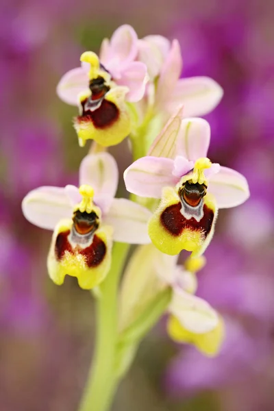Ophrys Tenthredinifera Sawfly Orchid Gargano Italia Flor Orquídea Silvestre Terrestre —  Fotos de Stock