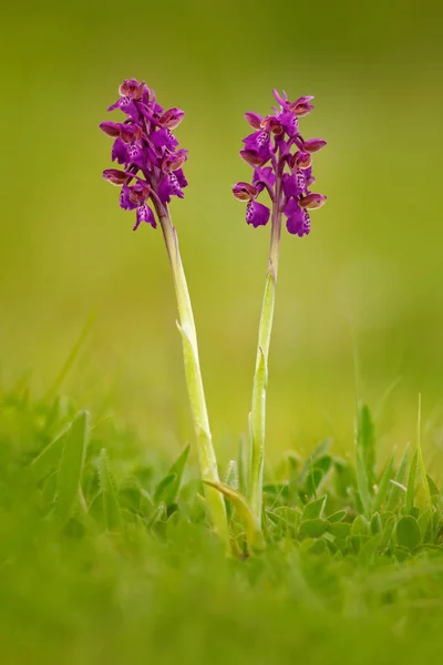 Orchis Morio Orchid Gargano Itália Orquídea Selvagem Terrestre Florida Habitat — Fotografia de Stock