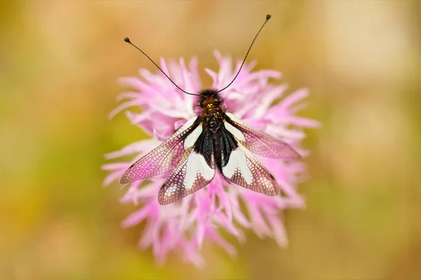 Owlflies Libelloides Lacteus Gargano Italia Flor Orquídea Silvestre Terrestre Europea —  Fotos de Stock