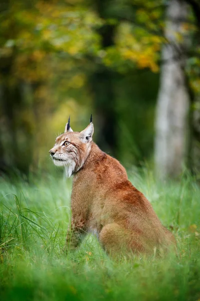 Joven Lynx Bosque Verde Escena Vida Salvaje Naturaleza Lince Andando — Foto de Stock