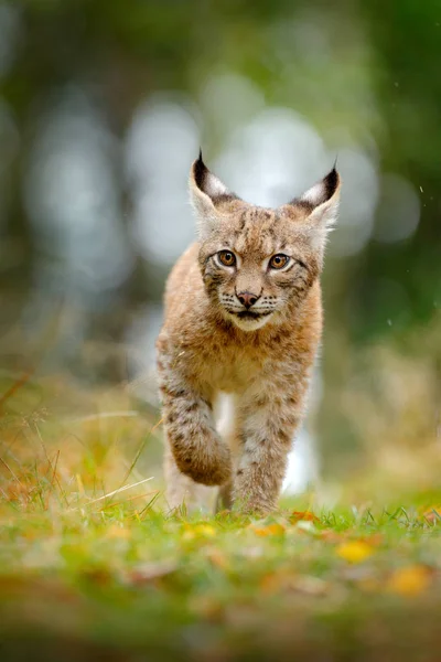 Joven Lynx Bosque Verde Escena Vida Salvaje Naturaleza Lince Andando —  Fotos de Stock