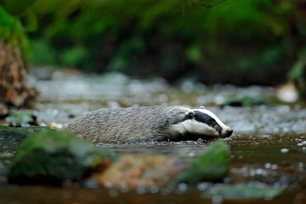 Badger Eropa Berenang Sungai Hutan Mamalia Lucu Dalam Arus Gelap — Stok Foto