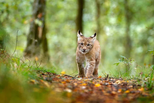Joven Lynx Bosque Verde Escena Vida Salvaje Naturaleza Lince Andando —  Fotos de Stock