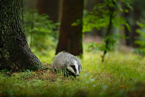 Badger Forest Animal Nature Habitat Germany Europe Wild Badger Meles — Stock Photo, Image