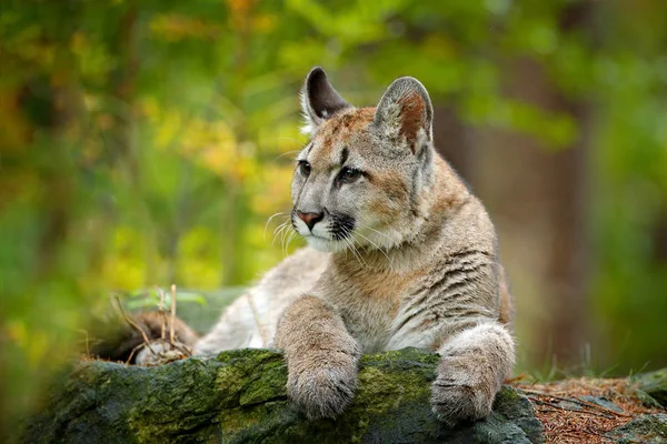 Nebezpečí Divoké Zvíře Zelenou Vegetací Velká Kočka Puma Puma Concolor — Stock fotografie