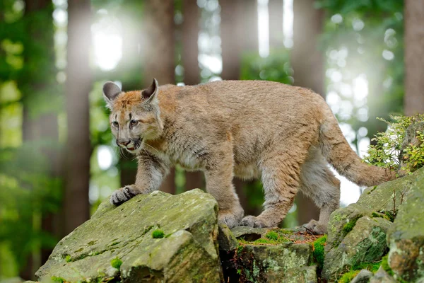 Puma Concolor Känd Som Den Mountain Lionen Panther Grön Vegetation — Stockfoto