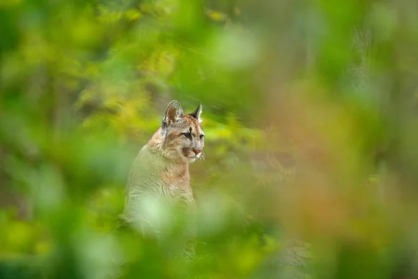 Cougar Puma Concolor Habitat Floresta Natural Entre Árvores Retrato Escondido — Fotografia de Stock