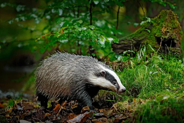 Badger in forest, animal in nature habitat, Germany, Europe. Wild Badger, Meles meles, animal in wood, autumn pine green forest. Mammal in environment during rainy day.