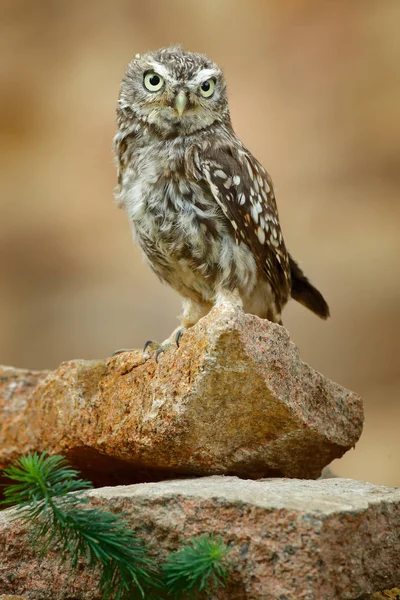 Steinkauz Athen Abendsegler Vogel Der Natur Sitzend Auf Dem Stein — Stockfoto