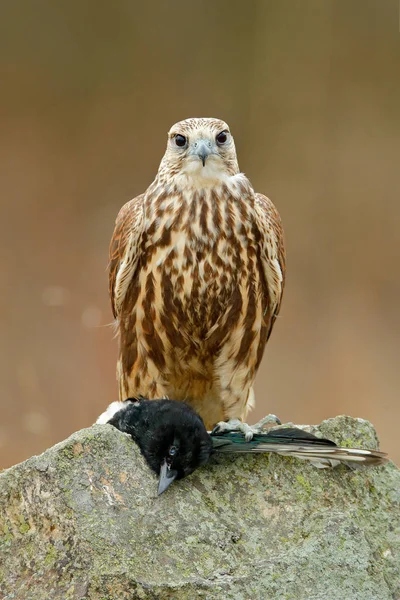 Lanner Falcon Caught Magpie Stone Bird Prey Sitting Rock Food — Stock Photo, Image