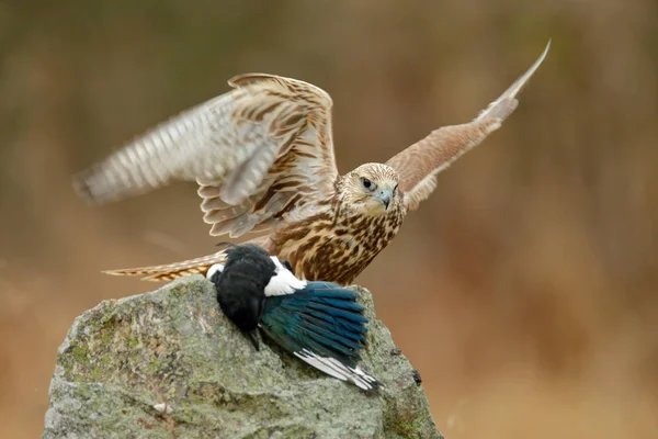Saker Falcon Falco Cherrug Caught Magpie Stone Bird Prey Sitting — Stock Photo, Image