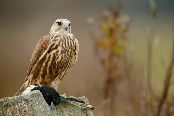 Saker Falcon Falco Cherrug Con Urraca Atrapada Piedra Pájaro Presa — Foto de Stock