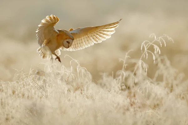 フクロウは オープンの翼で飛ぶ メンフクロウ マダガスカルメン アルバ朝は白い霜草の上を飛んでします 自然から野生動物鳥シーン 寒い朝の日の出 動物の生息地で — ストック写真