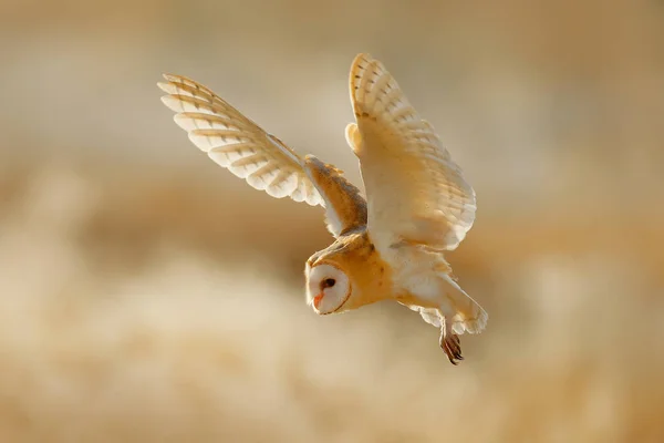 Eule Fliegen Mit Offenen Flügeln Schleiereule Tyto Alba Sitzt Morgens — Stockfoto