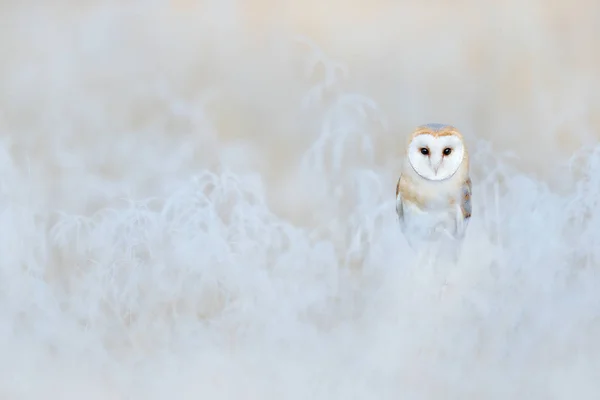 Schleiereule Tyto Alba Sitzt Morgens Auf Dem Reifweißen Gras Vogelszene — Stockfoto