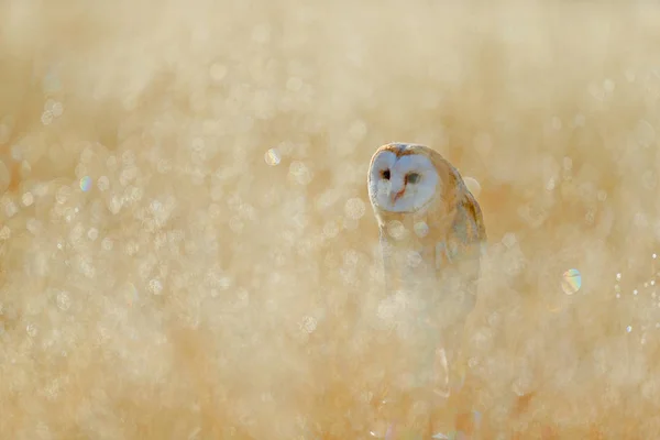 Barn Owl Tyto Alba Sentado Hierba Blanca Llanta Por Mañana —  Fotos de Stock