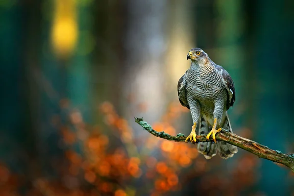 Bird in fall forest. Goshawk, Accipiter gentilis, bird of prey sitting oh the branch in autumn forest in background. Evening light in wildlife nature, Russia.