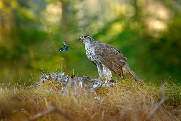 Pássaro Rapina Goshawk Com Matou Eurasian Magpie Grama Floresta Verde — Fotografia de Stock