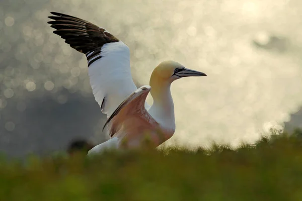 Nördliches Basstölpel Detailgetreues Kopfbild Eines Auf Dem Nest Sitzenden Seevogels — Stockfoto