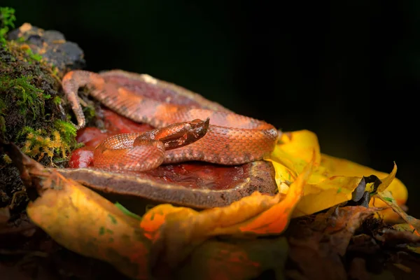 Porthidium ニウム Hognosed Pitviper 森林植生の茶色危険有害ヘビ 地上では葉 コスタリカでの生息地でフォレスト爬虫類 中央アメリカの Widllife — ストック写真