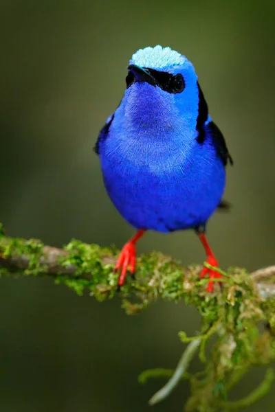 赤い足のハニークリーパー シアネルス コスタリカの赤い足を持つエキゾチックな熱帯の青い鳥 自然の生息地で小さな鳥 南米でのタンガーバードウォッチング — ストック写真