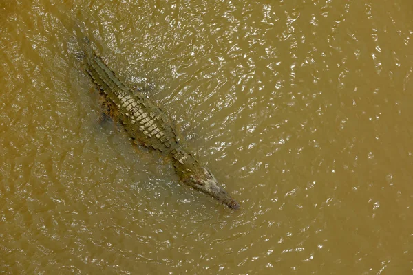 アメリカのワニ アメリカワニ 川の動物 自然から野生動物のシーン 川タルコレス コスタリカからの爬虫類 水で危険な動物 — ストック写真