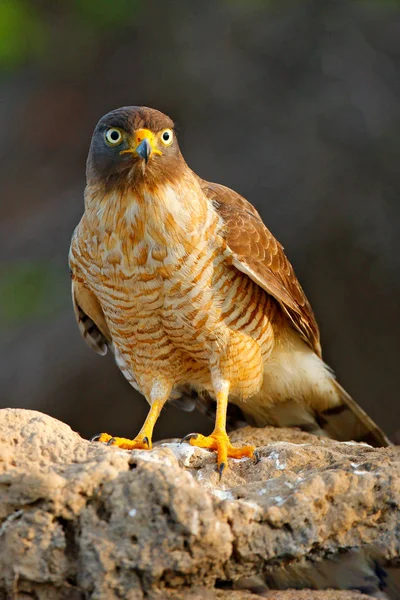 Habicht Straßenrand Rupornis Magnirostris Vogel Baum Pantanal Brasilien Tierwelt Aus — Stockfoto