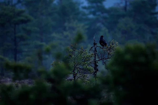 沼泽草地上的黑松鸡 Lekking 尼斯鸟松鸡 Tetrao 在沼泽地 春季交配季节的性质 来自北欧的野生动物场景 红冠黑鸟 — 图库照片