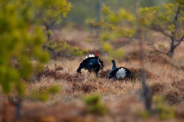 Black Grouse Bog Meadow Lekking Nice Bird Grouse Tetrao Tetrix — Stock Photo, Image