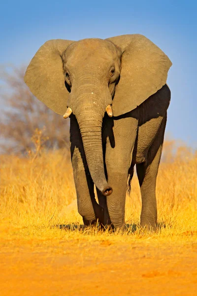 Grande Elefante Africano Estrada Cascalho Com Céu Azul Parque Nacional — Fotografia de Stock