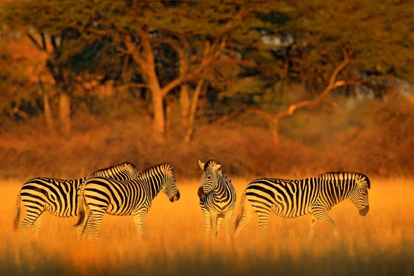 Zebras Planícies Habitat Natural Gramado Com Luz Noite Parque Nacional — Fotografia de Stock