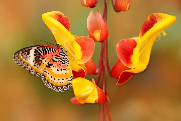 セトシア シアン ヒョウ レイシング インドからマレーシアに分布する熱帯蝶 木々の赤と黄色の花に座って美しい昆虫 自然林の生息地 — ストック写真