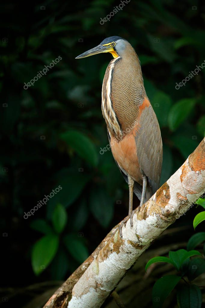Martello In Gomma Bianca MAXPOWER - Testa In Gomma, Manico In Legno, 340 Mm